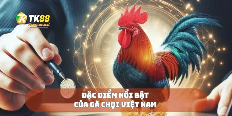 Đặc điểm nổi bật của gà chọi Việt Nam 