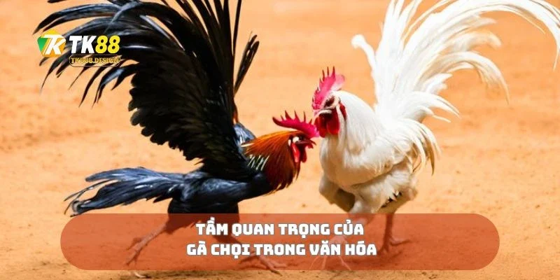 Tầm quan trọng của gà chọi trong văn hóa 
