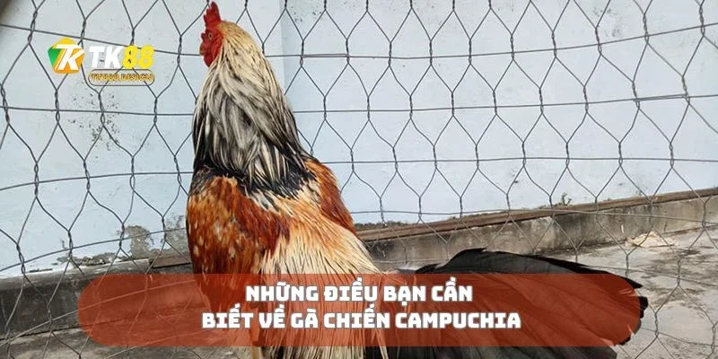 Những điều bạn cần biết về gà chiến Campuchia