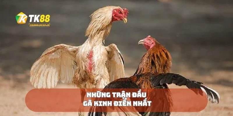 Những trận đấu gà kinh điển nhất